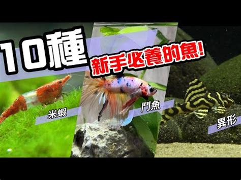 養魚的種類|2024年最受歡迎觀賞魚